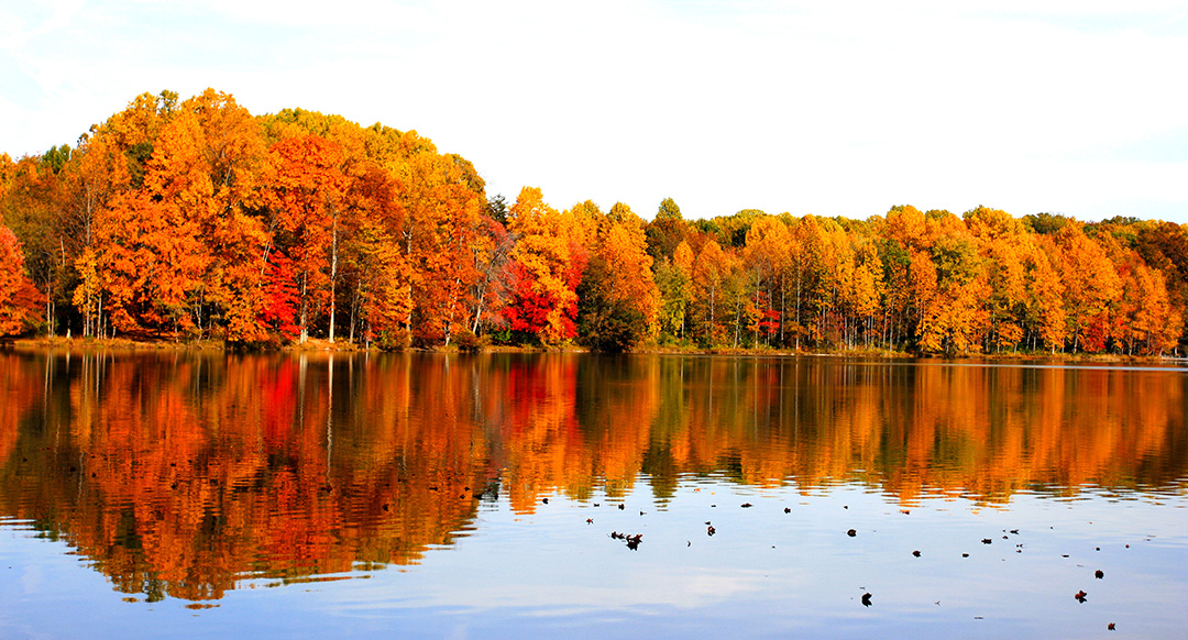 Fall Trees and Landscape on Lake